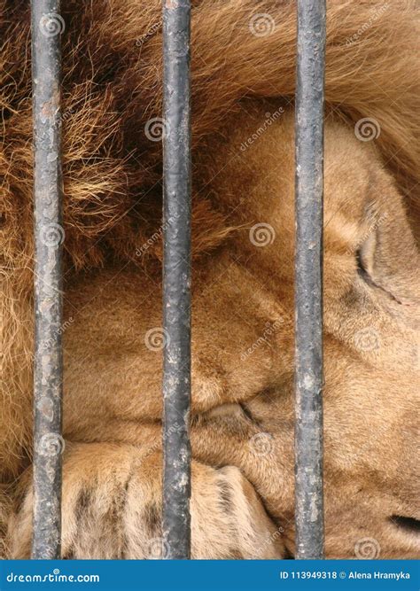 Lion In Captivity, Behind Bars Royalty-Free Stock Photography