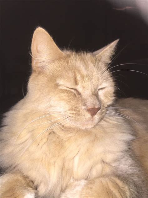 Meditating | Cats, Animals, Meditation