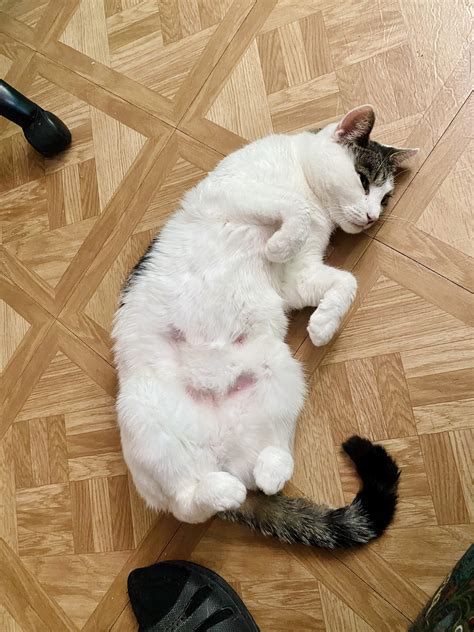 Trust 💗 : r/Feral_Cats