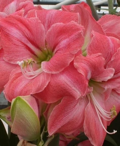 Pin by Svetlana Kravchenko on Амариллис/Гиппеаструм | Amaryllis plant ...