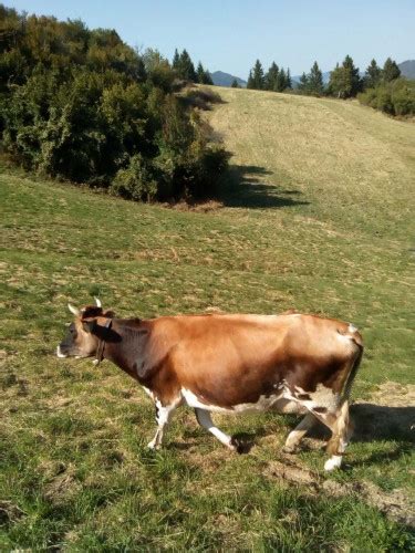 Продавам крави -ЖАРСЕ – АгроБорса | Agri.BG