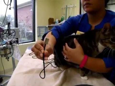 How to Check Blood Pressure On A Cat - YouTube