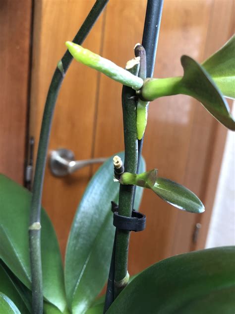how to cut back orchid 12