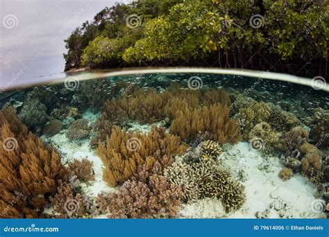 shallow coral reef  mangrove forest  raja ampat stock photo