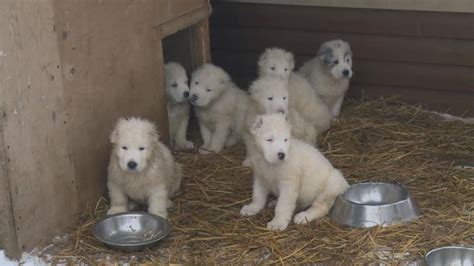 Russia touts fluffy puppies as their latest weapon Video - ABC News