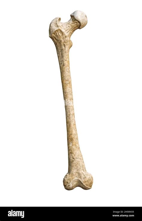 Femur anatomy hi-res stock photography and images - Alamy