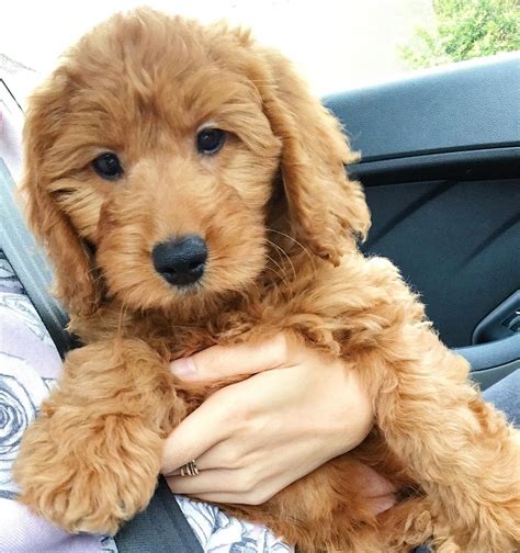 Bästa Mini Goldendoodle Generation: F1, F1B, F2, F2B, F3 vi älskar ...