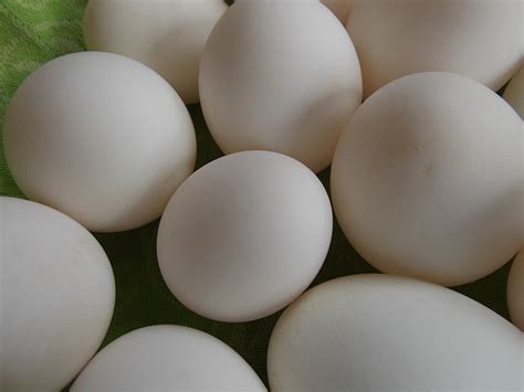 Eggs Green Shells Duck - Free photo on Pixabay - Pixabay