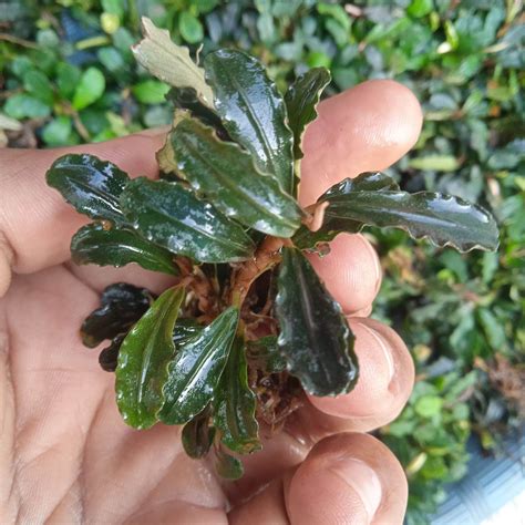 bucephalandra kedagang purple tanaman aquascape lazada indonesia