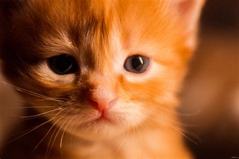 Грустный котенок — 2-Kartinki.Ru