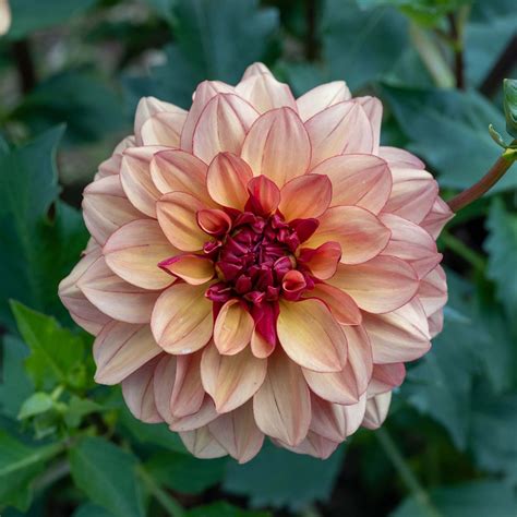 Crème de Cognac Dahlia – Bear Creek Farm