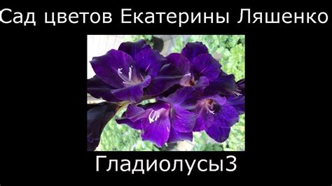 #Гладиолусы голубые и фиолетовые #Сад цветов Екатерины Ляшенко - YouTube