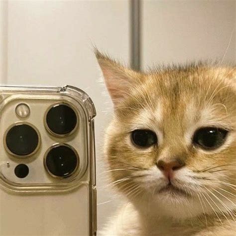 Пин на доске ам | Кошачьи фотографии, Портреты домашних животных ...