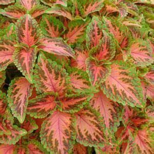 Coleus Wizard Coral Sunrise Seeds at ₹ 1189.00 | Saffron Bulbs | ID ...