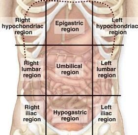 abdominal regions  quadrants anatomy  physiology textbook
