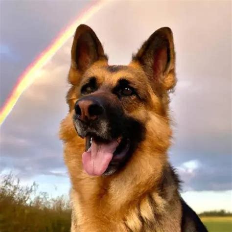 10 OF THE EASIEST DOG BREEDS TO TRAIN -It's Everything Dogs