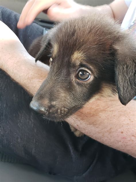 hello reddit, meet Gatsby! (yes it's short for The Great Gatsby) : aww