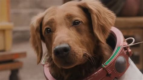 Who is Cosmo the Spacedog? All you need to know about 'Guardians of the ...