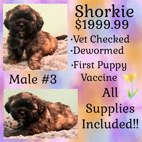 Partners Pet Center | Pet Store | Puppies For Sale | Round Rock, TX