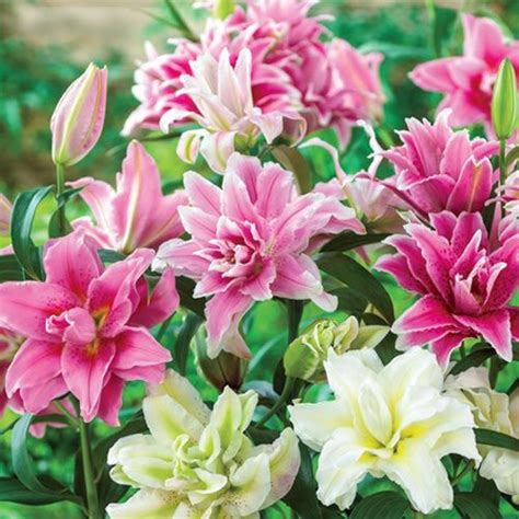 Mixed Rose Lilies - Michigan Bulb | Lily plants, Rose lily, Bulb flowers