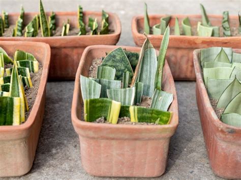 The Ultimate Guide to Propagating Sansevieria Successfully From Leaf ...