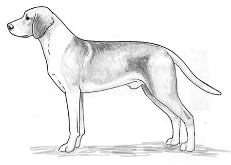 Breed Standards : Hygen Hound | United Kennel Club (UKC)