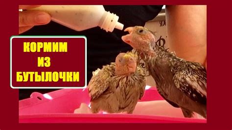 18/3 Кормление птенца 22 и 24 дня из бутылочки. Смесь каша Хайнц/Heinz ...