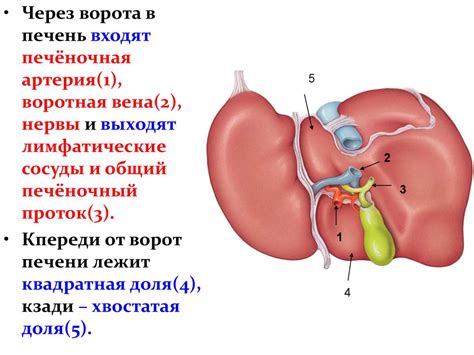 Анатомия и физиология печени - презентация онлайн