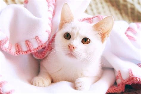 Beau chaton blanc