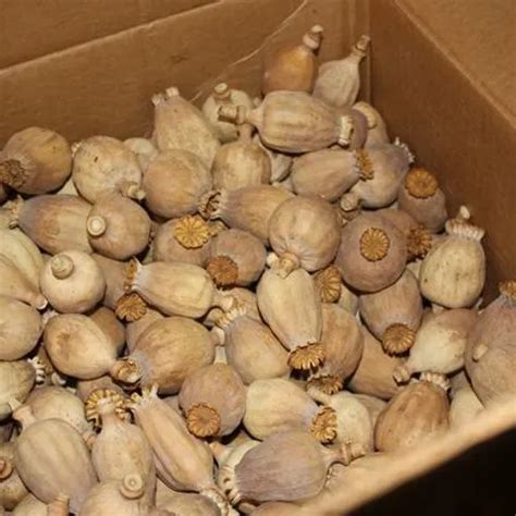 Exquisite Opium Poppy Pods for Sale | Velvet Bud Pods