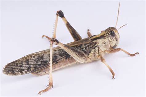 Locusta fotografia stock. Immagine di mangiatori, minaccia - 74723862