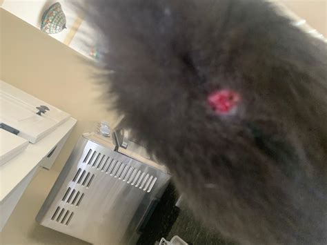 My Cat Has a Red, Raw Anus: What's Causing It? Vet Needed? | Petco