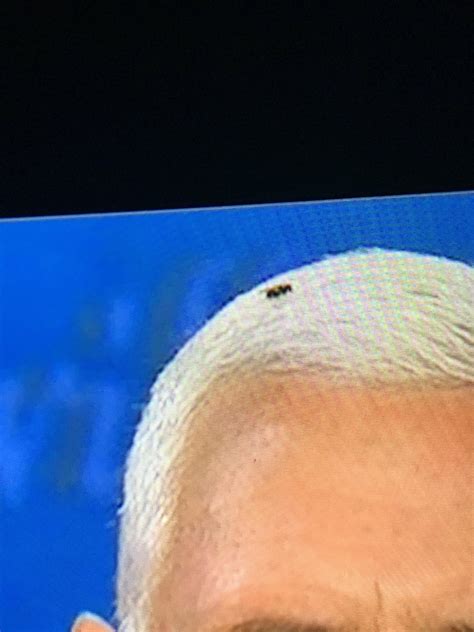 This fly won the debate. | Scrolller