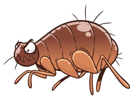 pic  flea drawing stock  pictures royalty  images istock