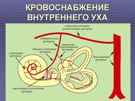 История оториноларингологии. Современные достижения и задачи ...