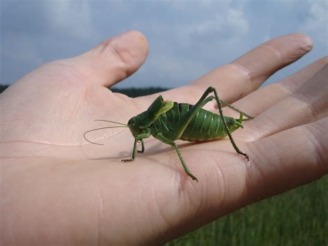 1366x768 wallpaper | green grasshopper | Peakpx