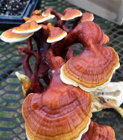 Dried Red Reishi Mushroom - Etsy