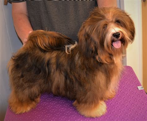 Havanese Puppies / Missouri Havanese Breeder / Havanese Moms