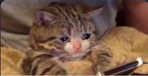 Posting a sad cat for every day I am big sad : r/sadcats