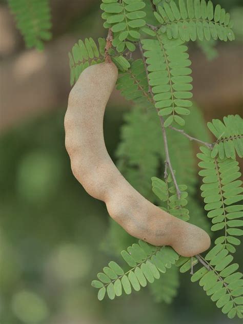 Close-up of a Tamarind · Free Stock Photo