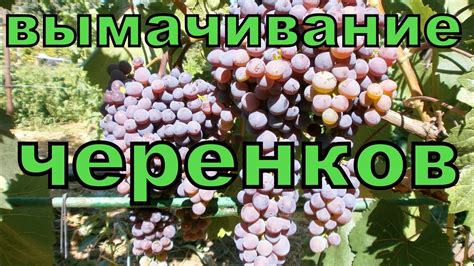 Виноград. Вымачивание черенков - YouTube