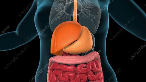 Human digestive system, animation - Stock Video Clip - K009/6318 ...
