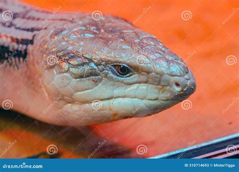 skink lizard scincidae head close  skinks  popular lizards