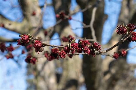 Parocija (Parrotia persica) - Plantea