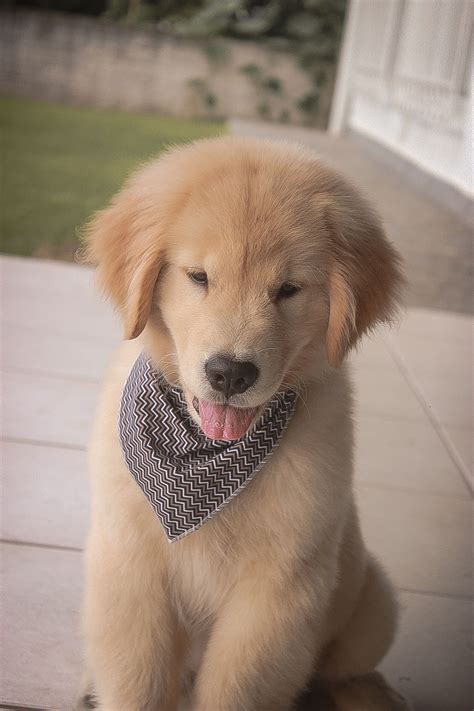 Cute Fluffy Golden Retriever Puppies - FERQAO