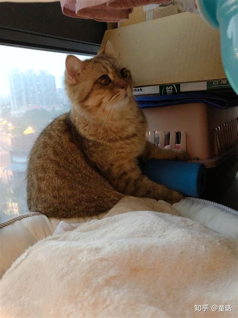 想养只猫，请问哪个品种的猫比较乖？ - 知乎