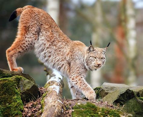 Хвост рыси - картинки и фото koshka.top