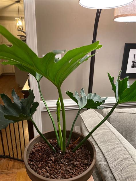 Medium Philodendron 'Little Hope' (Philodendron bipinnatifidum 'Little ...