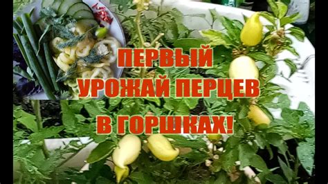 Перцы в горшках,выращивание. Урожай сладкий и острых перцев в начале ...
