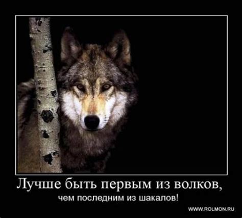ВОЛЧЬЕ ПРАВО - вечно быть первым... ВОЛЧЬЯ ДОЛЯ - вечно сражаться ...